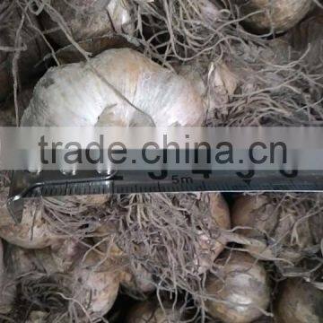 NEW VIETNAMESE WHITE GARLIC
