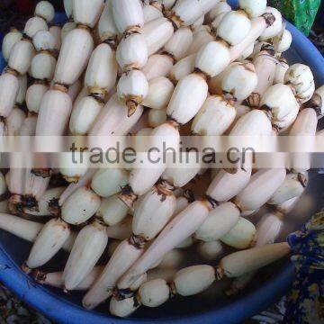 FRESH LOTUS ROOT WITH BEST PRICE AND GOOD QUANLITY