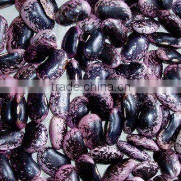 black purple speckled kidney beans