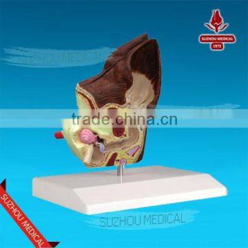 Biological Teaching Aids Anatomic Dog Ear Model