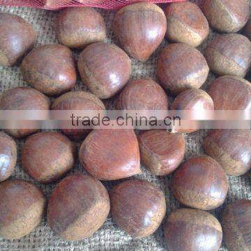 Large quantity Natural healthy chestnut