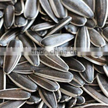 High quality sunflower seed