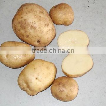 2015 holland potato farms from shandong province export to dubai