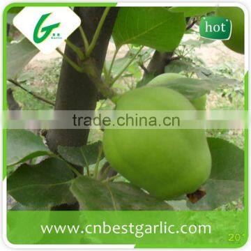 2015 emerald bulk su pear