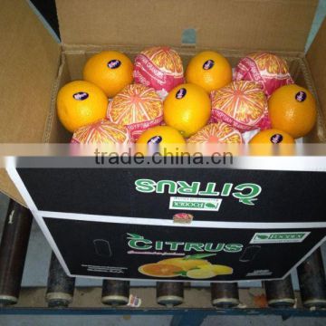 Sweet Fresh Navel Oranges