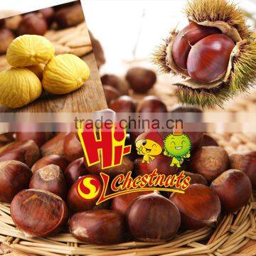 New crop bulk fresh chestnuts for sale, Shandong chestnuts,Taian chestnuts