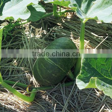 HPU07 Guanxi round dark green F1 hybrid pumpkin seeds