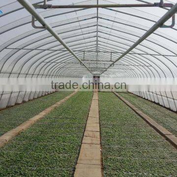 Low Cost Plastic Film Greenhouse For Tomatos photo-4