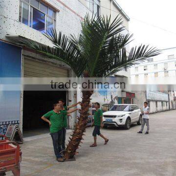 CHY020934 High Quality Palm Tree for Landscaping Decoration photo-5