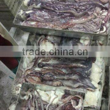 Giant Squid Tentacle photo-3