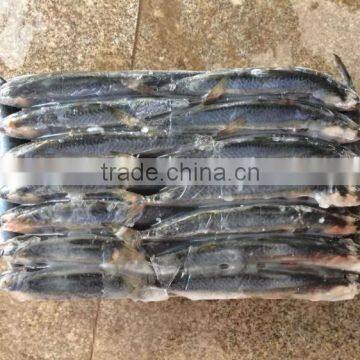 Frozen W/R Seafood Pacific Mackerel Fresh High-quality Pacific Mackerel photo-3