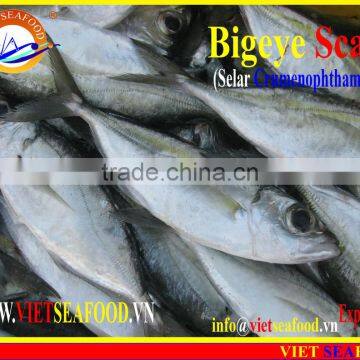 FROZEN BIGEYE SCAD WHOLE ROUND photo-4