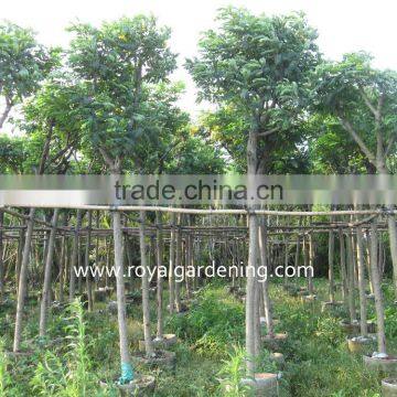 Cassia surattensis tropical flower trees