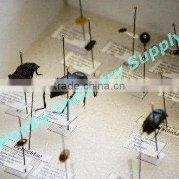 2017 HOT Brownness Nylon Head Taxidermy Insect Specimen Pins photo-5