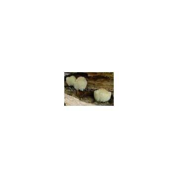 Hericium erinaceus 30%