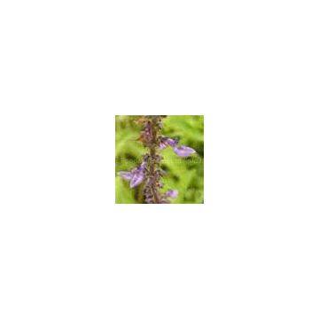 Coleus forskohlii (Willd.) Briq. Extract