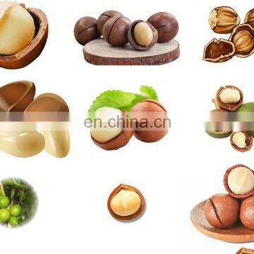 Macadamia Nuts Processing Machine Price Macadamia Macadamia Nuts for Sale photo-6