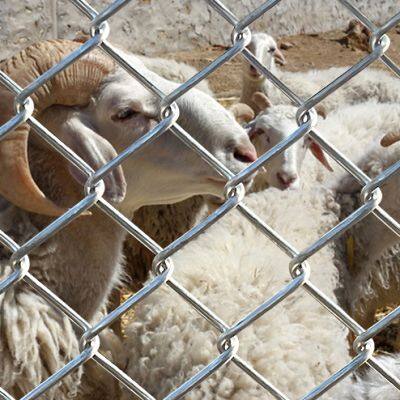 Kettengitterzaun mit Pfosten vom Durchmesser 12,7 mm für Gebiete mit starken Winden photo-4