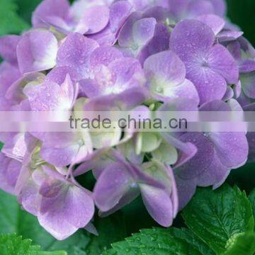 Good Quality New Arrival Fresh Cut Flower Hydrangea Bouquet photo-4