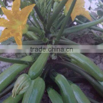 Plant squash vegetable seeds f1