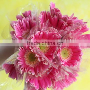 Colorful new coming 2015 cheap fresh gerbera flower