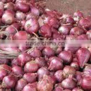 New Red Onion photo-5