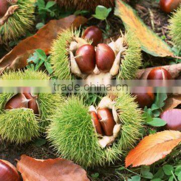 Chinese fresh chestnut 40-50 30-40 40-60pcs per kg