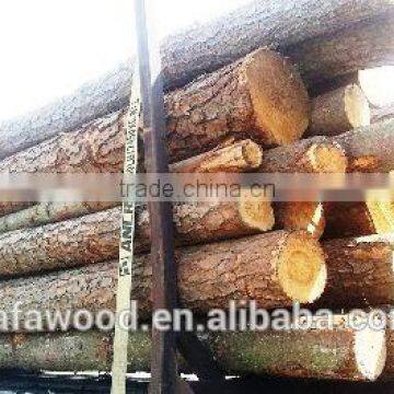 Southern Yellow Pine Logs 20 cm and Up, 25 cm and up photo-4