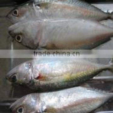 FROZEN WHOLE SHORT BODY MACKEREL