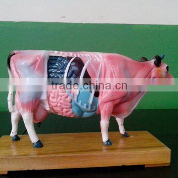 Anatomy Cow model Non-toxic PVC material high quality