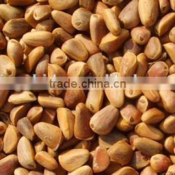 Chinese Pinenut , Red Pine nut