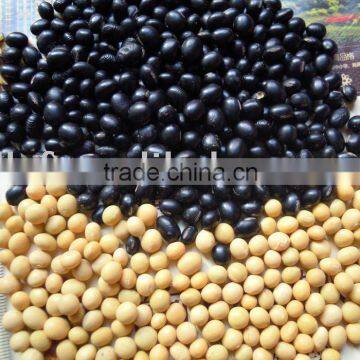 black &yellow soya bean