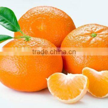 New Year 2017 Special Offer - Fresh Kinnow Citrus Mandarin from Pakistan
