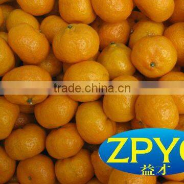 Nanfeng sweet mandarin