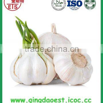 for sale normal white garlic in carton