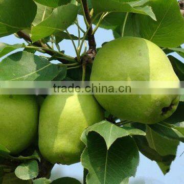 Fresh Early su Pear Juicy su Pear With Best Price for Export photo-4