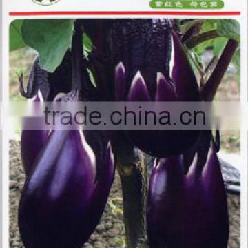 Beauty eggplant No.1-High Yield Super Early Mature Round Black Purple Eggplant seeds