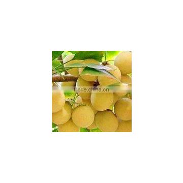 High Quality Ginkgo biloba seed for sowing