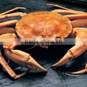 Golden crab - Live