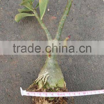 Adenium Obesum Grafted photo-3