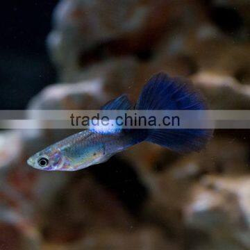 Blue Dimond Male Guppy Fish Size for Aquarium Fish Export photo-2