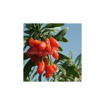 Qinghai Organic GOJI