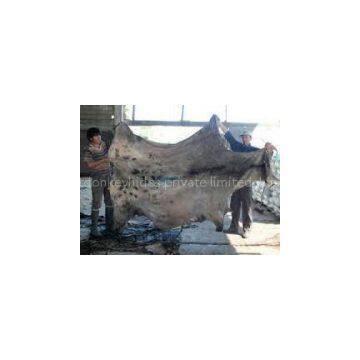 Dry and Wet Salted Donkey/Goat Skin /Wet Salted Cow Hides