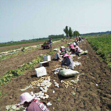 Hot Sale Organic Fresh Potato photo-2