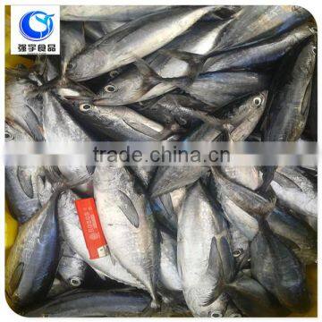 Frozen Fish Skipjack Tuna Price photo-6