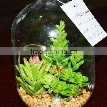 Hanging Terrarium Glass Vase Succulent Plants for Sale photo-4