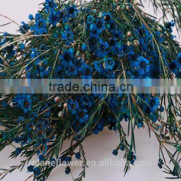 2016 the cheapest fresh cut wintersweet flower to delivery