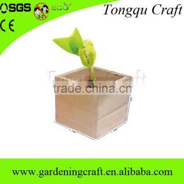 Import China Products Bonsai Tree Magic Growing Message Beans photo-3
