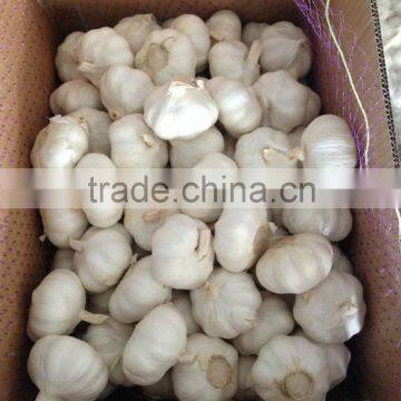 Chinese Garlic for World Market photo-5