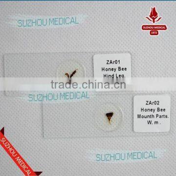 50pieces Set Primary School Study Zoology and Botany Mixed Biology Slides photo-3